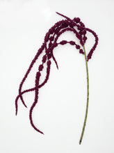 Load image into Gallery viewer, Burgundy Amaranthus